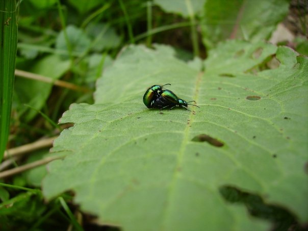 Escarabajos en actitud libidinosa